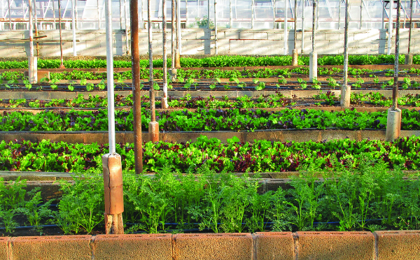 Urban Farming