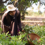 Farmer