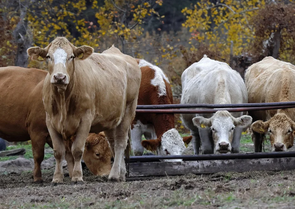 Livestock